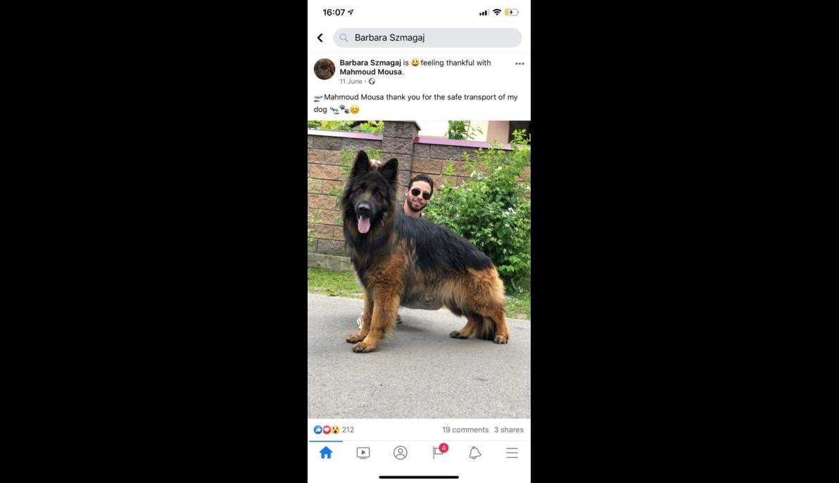 German Shephered (Poland to Egypt)