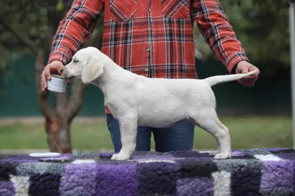 Labrador Retriever Dog Breed Guide –Temperament, Care & Training