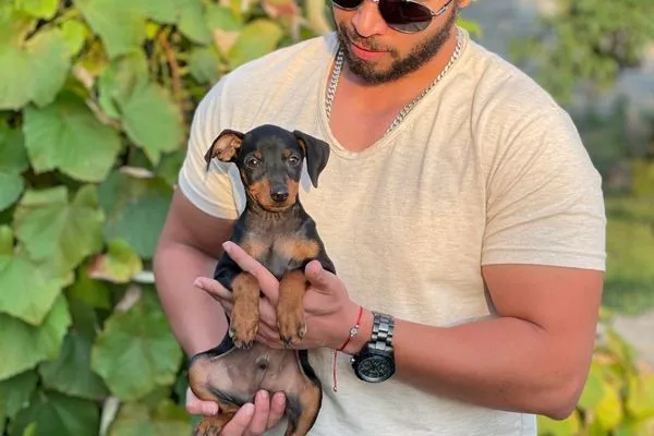 Miniature Pinscher Breed Guide | Temperament, Care & Health Tips