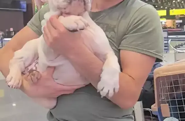 English Bulldog client journey
