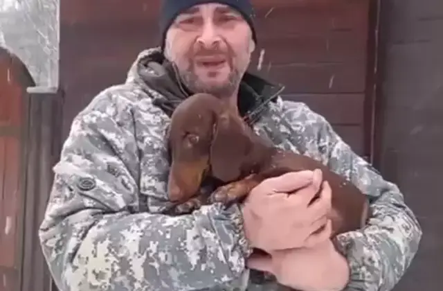 Dachshund client journey