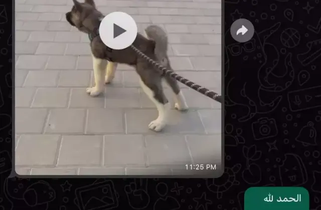 American Akita client journey