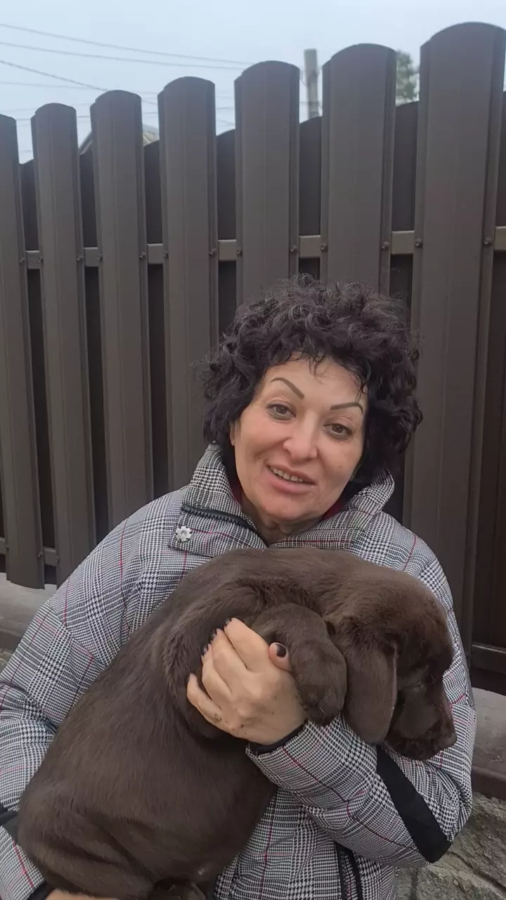 Labrador (Ukraine to Egypt)