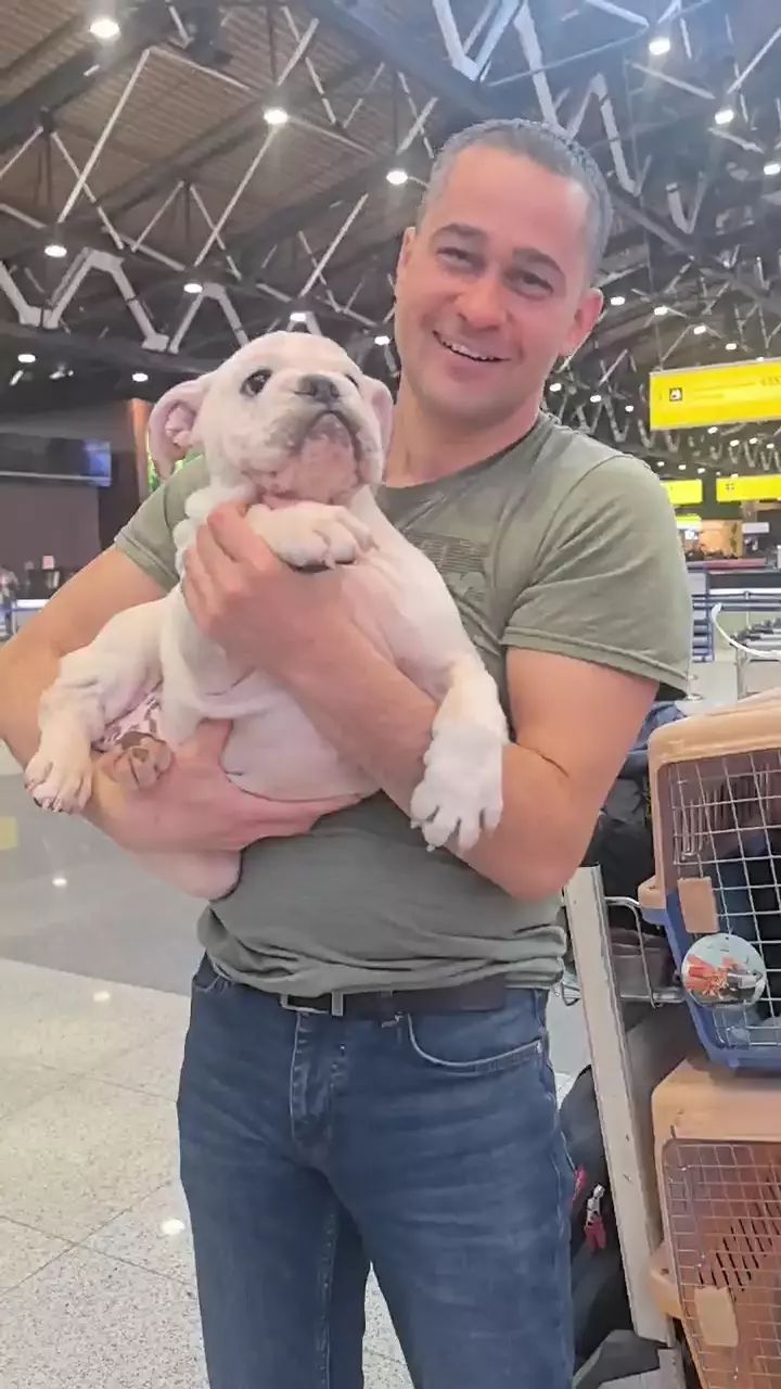 English Bulldog (Russia to Egypt)
