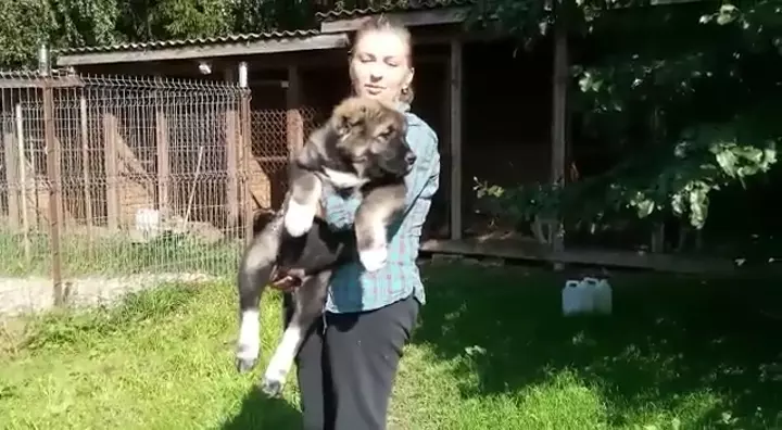 Caucasian (Russia to Egypt)