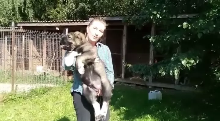 Caucasian (Russia to Egypt)