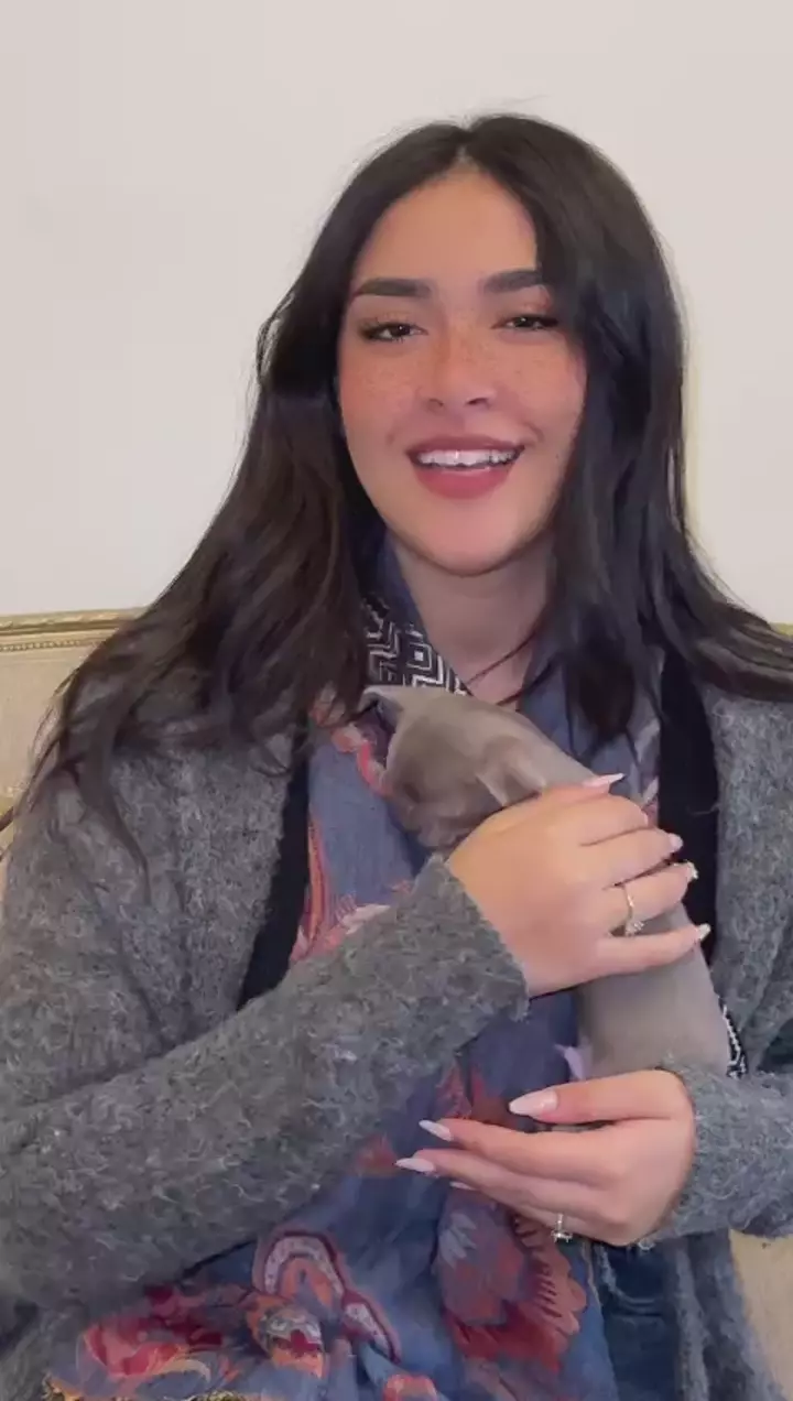 Chihuahua (Ukraine to Egypt)