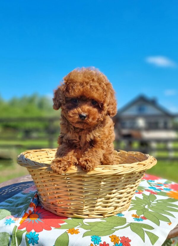 Toy Poodle