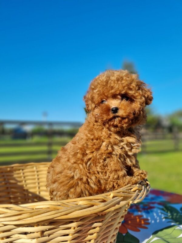 Toy Poodle Dog