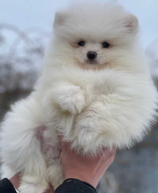 A small, fluffy Pomeranian puppy from the "Pomeranian Dog Puppy Available - Adopt Your New Best Friend" listing is being held up with two hands against an outdoor background. The puppy's fur looks extremely soft and voluminous, partially obscuring its face. The background is slightly blurred.