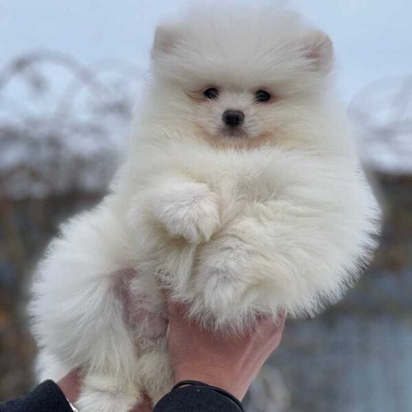 A small, fluffy Pomeranian puppy from the "Pomeranian Dog Puppy Available - Adopt Your New Best Friend" listing is being held up with two hands against an outdoor background. The puppy's fur looks extremely soft and voluminous, partially obscuring its face. The background is slightly blurred.