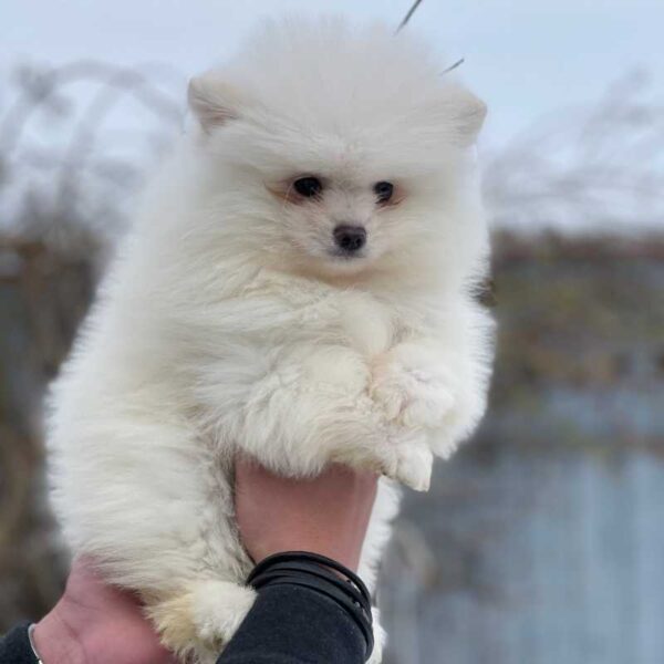 A fluffy white Pomeranian puppy is being held up by a person wearing a black long-sleeve shirt. The puppy has a thick, soft coat and a small face with dark eyes. The background is blurred, showing some outdoor elements.