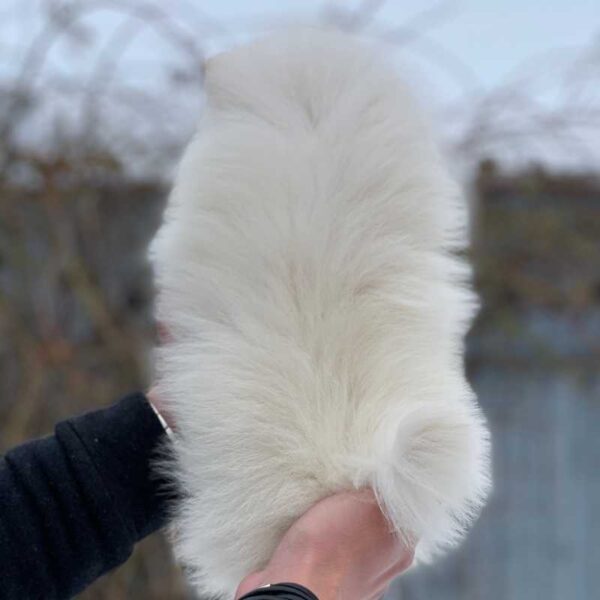 A person in a black sleeve holds a fluffy, white Pomeranian dog puppy from the "Pomeranian Dog Puppy Available - Adopt Your New Best Friend" listing up close to the camera, showing its back and curly tail. The background is slightly blurry, featuring a fence and some foliage.