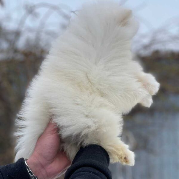 A person holds a Pomeranian Dog Puppy Available - Adopt Your New Best Friend, with its back facing the camera, obscuring its face. The puppy's fur is exceptionally fluffy and thick, while the slightly blurred background suggests an outdoor setting.