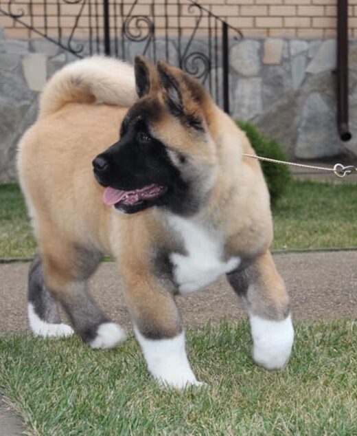 An adorable Akita puppy, with a tan and white coat, stands on a grassy area glancing to the side while on a leash. The backdrop features a stone wall, creating the perfect setting for this lovable companion listed as "Akita Dog for Sale - Find Your New Best Friend.