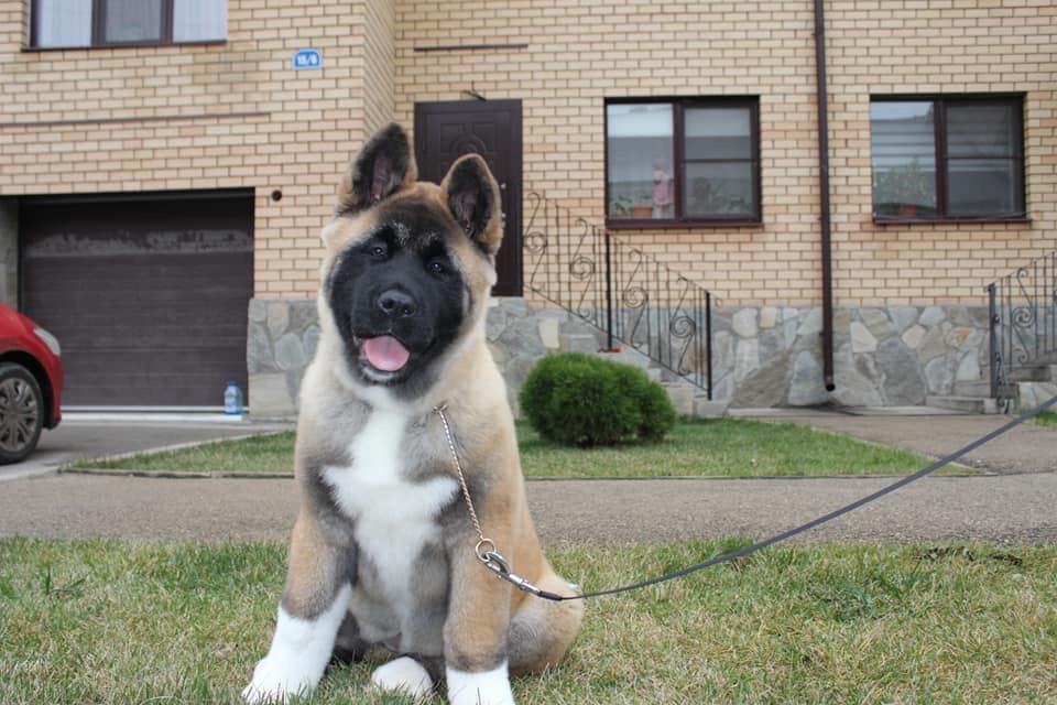 The lively dog, an Akita with a tan and white coat, sits happily on the grass in front of a brick house. Leashed and panting joyfully, it waits for its new owner to take it home. Steps gracefully ascend to the front door, and a red car is partially visible in the driveway. Consider welcoming this fluffy companion from "Akita Dog for Sale - Find Your New Best Friend" into your life today!