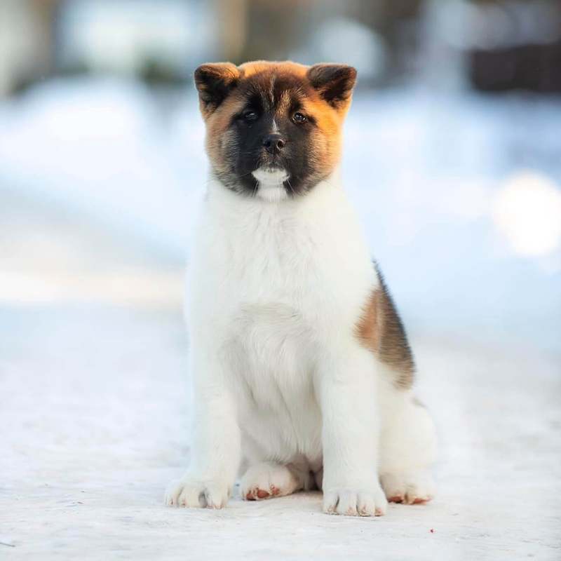 An adorable Akita dog puppy with a fluffy white and brown coat sits on a snowy path, gazing directly at the camera. The softly blurred background highlights the puppy's attentive expression and the peaceful winter scene.