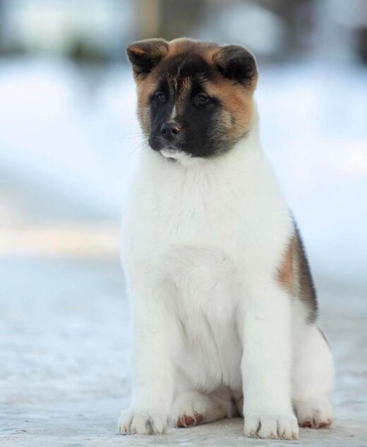 An adorable Akita dog puppy, featured in the "Adorable Akita Dog Puppies - Find Your Furry Companion Today" collection, sits attentively on a snowy path with a white coat and brown patches. The softly blurred background beautifully enhances the focus on this charming pup as it gazes slightly to the side.